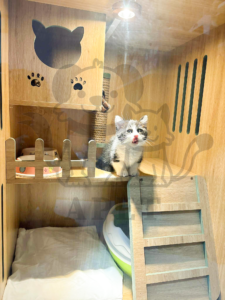 Chuồng mèo S1 bằng gỗ cao cấp, thiết kế nhiều tầng hiện đại cho thú cưng2. Tiêu đề (Title)