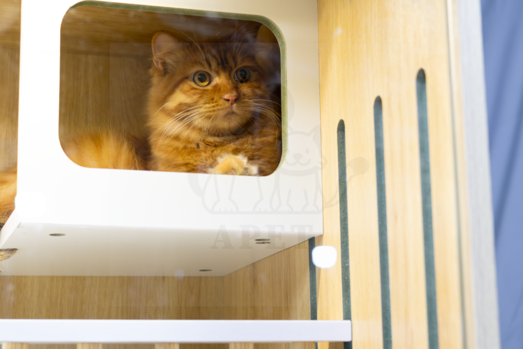 Mẫu chuồng mèo gỗ đẹp thiết kế hiện đại tại xưởng Gò Vấp